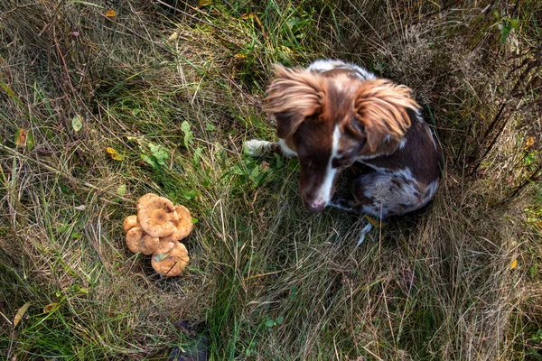 Sonbahar mevsiminde çimlerin üzerinde kahverengi mantarların yanında oturan bir köpek.