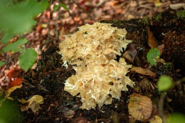 Sonbahar mevsiminde ormanda Sparassis gevreği mantarı