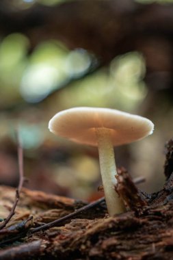 Sonbahar mevsiminde ormanda küçük vahşi mantarlar 