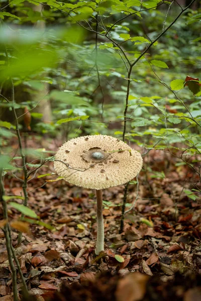 Parasol mushroom in the forest in natural light during autumn season