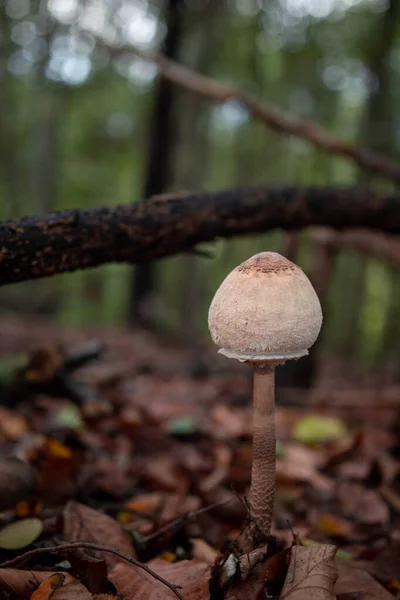 Parasol mushroom in the forest in natural light during autumn season