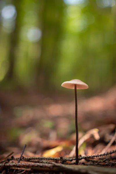 Hermoso Pequeño Hongo Salvaje Marrón Bosque Durante Otoño Fotos De Stock