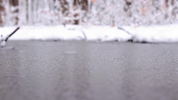 Zugefrorener See Wald Mit Bunten Blättern — Stockvideo