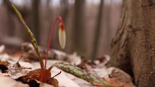 Flor Diente Perro Bosque Durante Temporada Primavera — Vídeo de stock