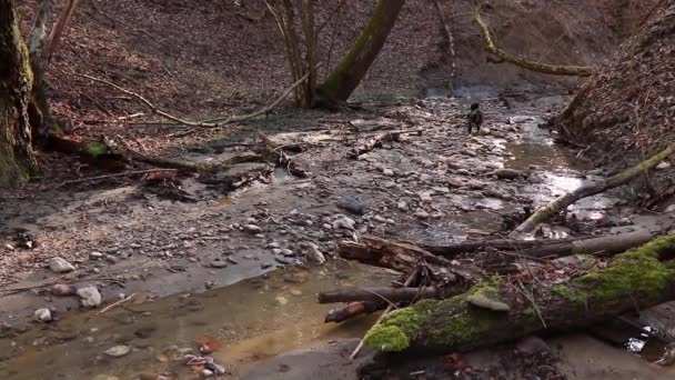 Весной Собака Гуляет Лесу Возле Ручья — стоковое видео