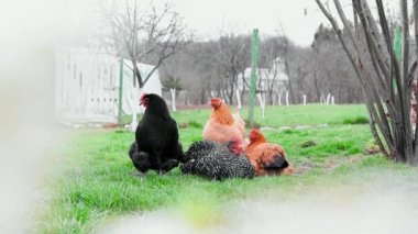 Bir grup tavuk ve bir horoz baharda yeşil otları yiyorlar.