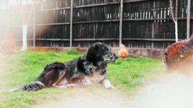 Bir köpek baharda bahçede tavukları ve horozları korur.