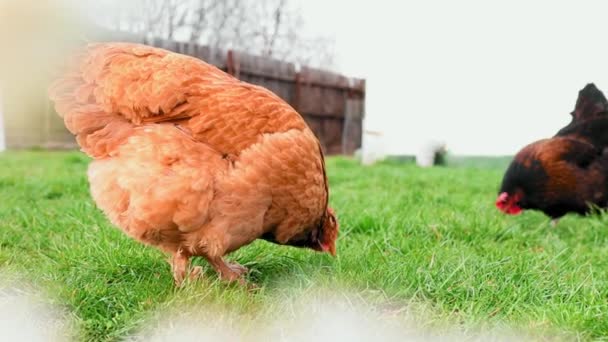 Grupp Kycklingar Och Tupp Trädgården Äter Grönt Gräs Våren — Stockvideo