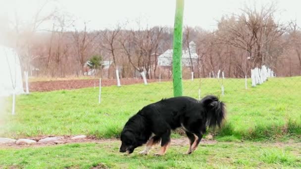 Собака Чувствует Себя Больной Блевотиной Дворе — стоковое видео
