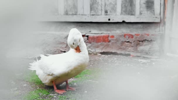 Weiße Ente Putzt Ihre Federn Hof — Stockvideo