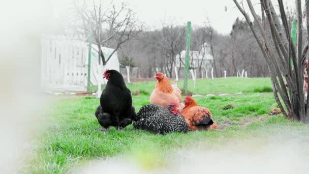 Grupo Pollos Gallo Jardín Comiendo Hierba Verde Durante Primavera — Vídeos de Stock