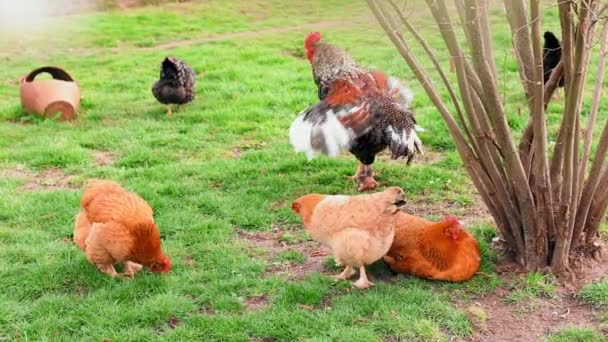 Groupe Poules Coq Mangeant Herbe Dans Cour Printemps — Video