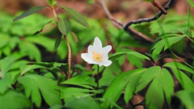 Anemone nemorosa çiçeği İlkbahar mevsiminde ormanda