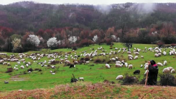 春の丘の上の羊の放牧の群れ雨の日に開花木と — ストック動画