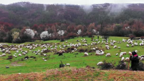 Kudde Schapen Grazen Heuvel Het Voorjaar Met Bloeiende Bomen Een — Stockvideo