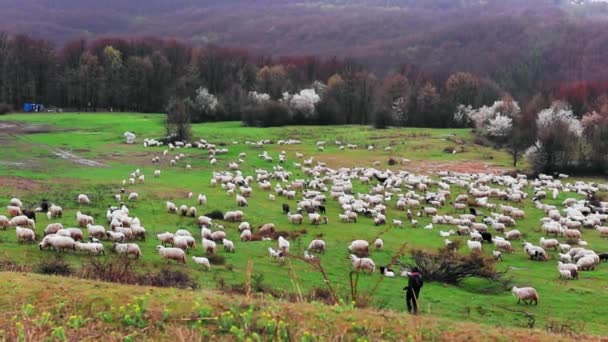 Stado Owiec Wypasanych Wzgórzu Sezonie Wiosennym Kwitnącymi Drzewami Deszczowe Dni — Wideo stockowe