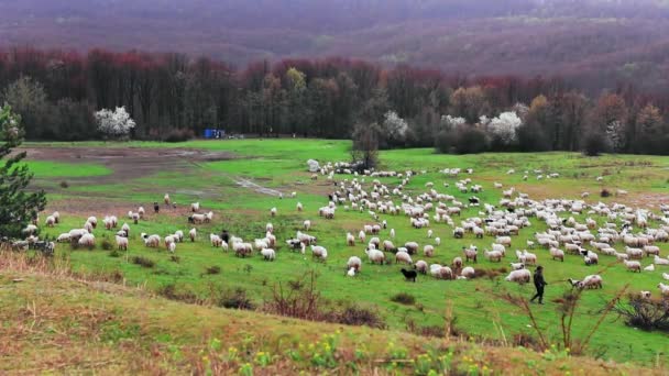 Stado Owiec Wypasanych Wzgórzu Sezonie Wiosennym Kwitnącymi Drzewami Deszczowe Dni — Wideo stockowe