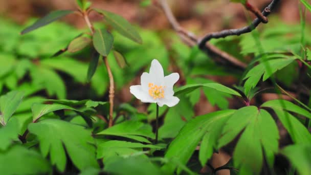 Anemon Nemorosa Kwiat Sezonie Wiosennym Lesie — Wideo stockowe