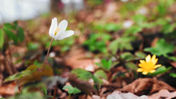Anemone Nemorosa Çiçeği Lkbahar Mevsiminde Ormanda — Stok video