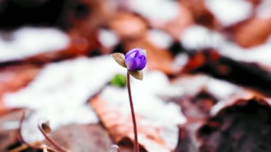 Hepatica transsilvanica çiçeği İlkbaharın başlarında ormanda