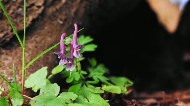 Kwiat Corydalis Lesie Okresie Wiosennym Wietrzny Dzień — Wideo stockowe