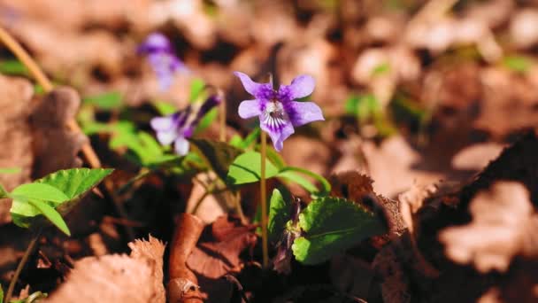 Viola Odorata Bloem Het Hout Het Vroege Voorjaar — Stockvideo