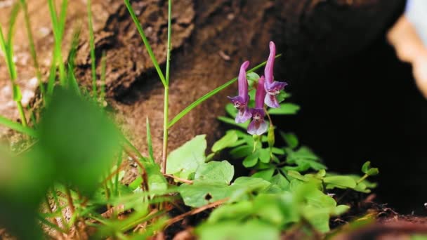 Ormandaki Corydalis Çiçekleri Bahar Mevsiminde Rüzgarlı Bir Günde — Stok video