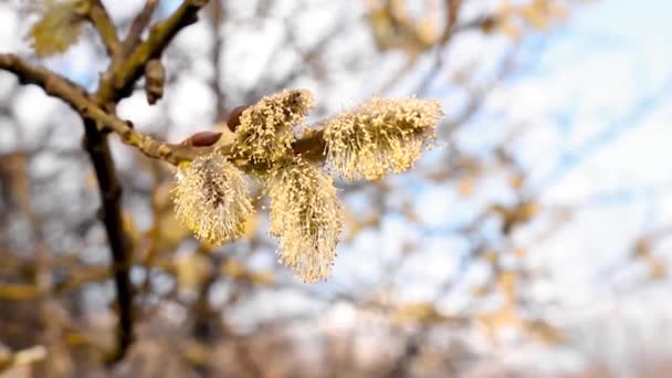 Yellow Pussy Willow Flowers Early Spring — Wideo stockowe