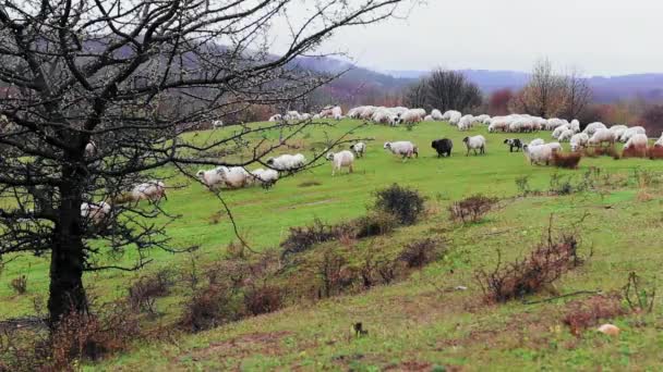 Troupeau Moutons Broutant Sur Colline Printemps Avec Des Arbres Fleurs — Video