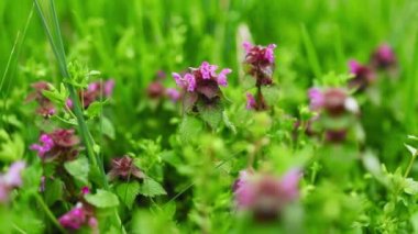 Bahar mevsiminde yeşil otlu Lamium purpureum çiçekleri