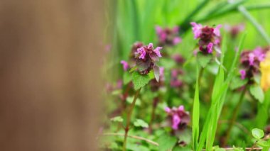 Bahar mevsiminde yeşil otlu Lamium purpureum çiçekleri