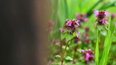 Bahar mevsiminde yeşil otlu Lamium purpureum çiçekleri