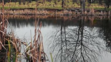 İlkbahar mevsiminde ormanın yakınındaki gölün yansıması.