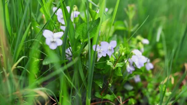 Dzikie Słodkie Kwiaty Fioletowe Otoczone Zieloną Trawą Sezonie Wiosennym — Wideo stockowe