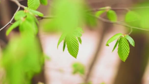 Πράσινα Φύλλα Οξιάς Την Άνοιξη Του Ιππικού Στο Φυσικό Φως — Αρχείο Βίντεο