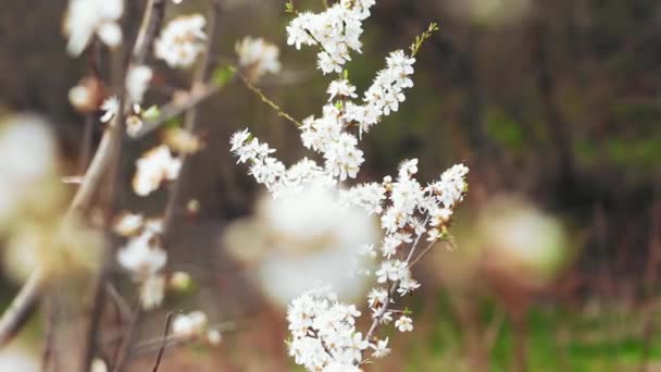 Árbol Floreciente Primavera — Vídeo de stock