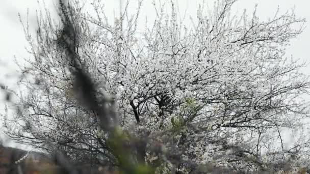 Kwitnące Drzewo Sezonie Wiosennym — Wideo stockowe
