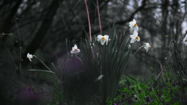 Narcisos Brancos Selvagens Com Uma Borboleta Uma Pétala Luz Tarde — Vídeo de Stock