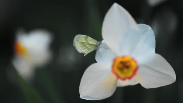 Wild White Daffodils Butterfly Petal Evening Light Spring — Stock Video