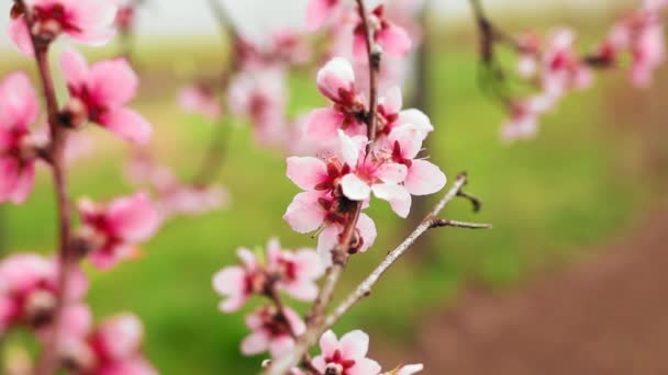 Kwiaty Brzoskwini Kroplami Wody Sezonie Wiosennym — Wideo stockowe