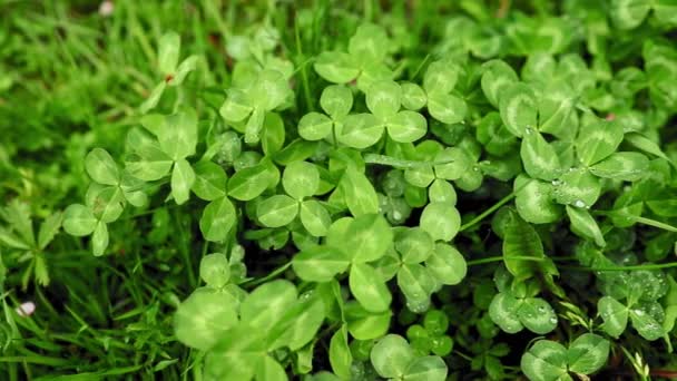 Tréboles Verdes Por Mañana Principios Primavera — Vídeo de stock