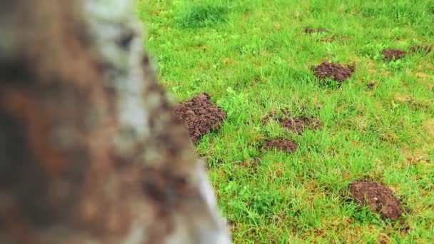 Maulwurfshöhlen Garten Frühling — Stockvideo