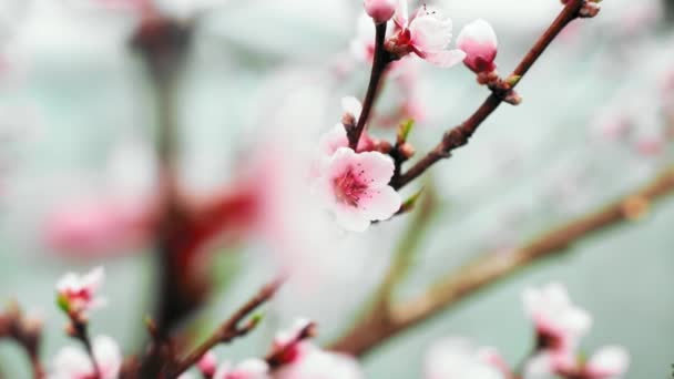 Kwiaty Brzoskwini Kroplami Wody Sezonie Wiosennym — Wideo stockowe