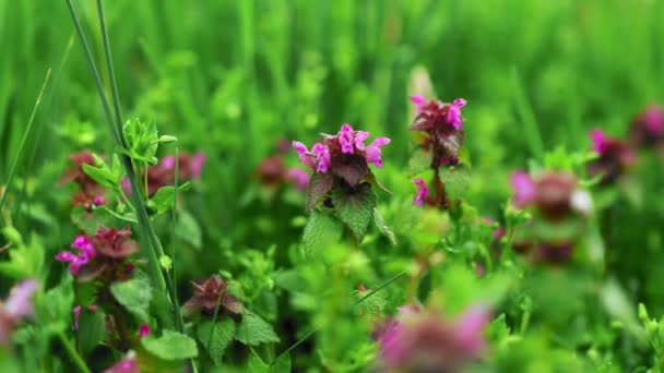 Lamium Purpurowe Kwiaty Sezonie Wiosennym Zieloną Trawą — Wideo stockowe