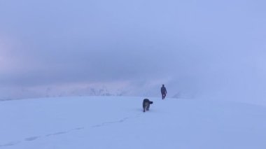 Yürüyüşçü ve köpek kış boyunca yüksek irtifada dağlarda karda yürürler.