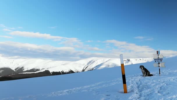 Söt Herdehund Sitter Snö Bergen Hög Höjd — Stockvideo