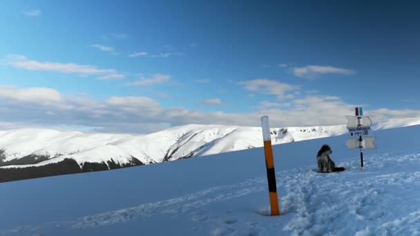 Dağlarda Yüksek Irtifada Kar Üzerinde Oturan Sevimli Çoban Köpeği — Stok video