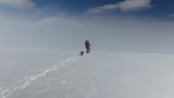 冬は犬と一緒に山の中で雪の上を歩くハイカー — ストック動画