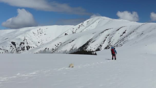 冬は犬と一緒に山の中で雪の上を歩くハイカー — ストック動画