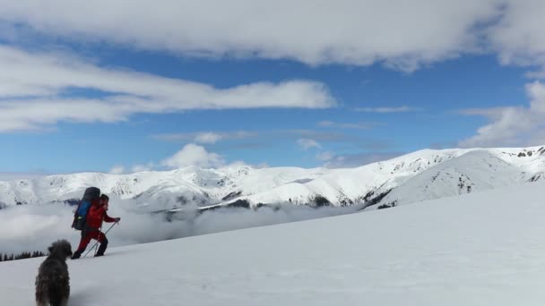 Hiker Walks Snow Mountains Dogs Winter Season — Stock Video